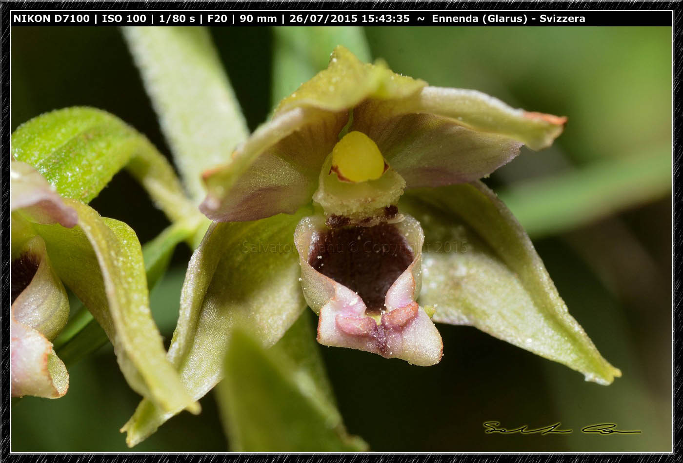 Epipactis helleborine dalla Svizzera 6